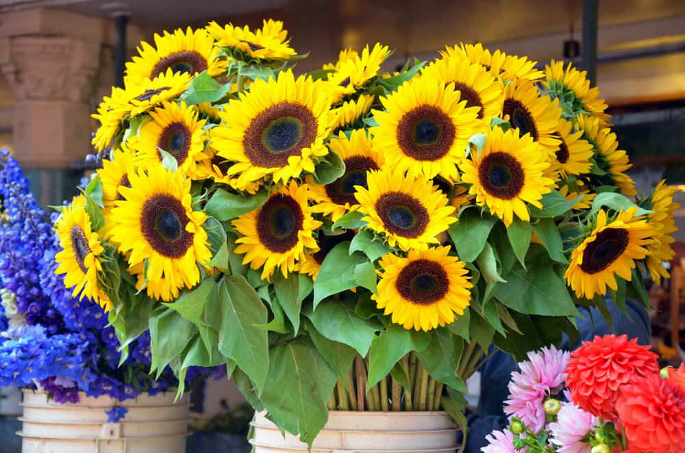 Sunflower flower