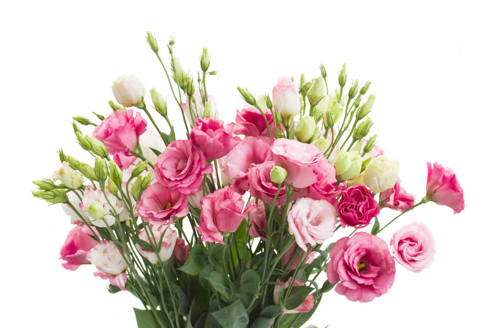Lisianthus summer flower