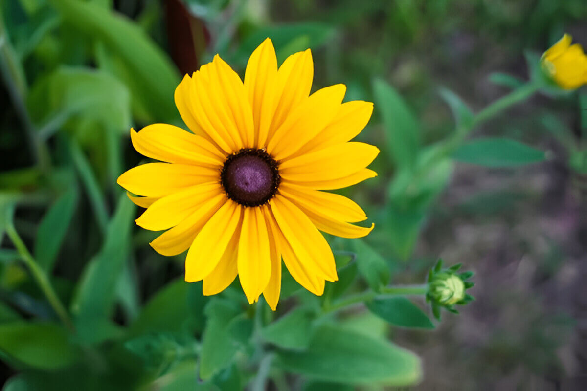 Black-eyed Susan summer flower