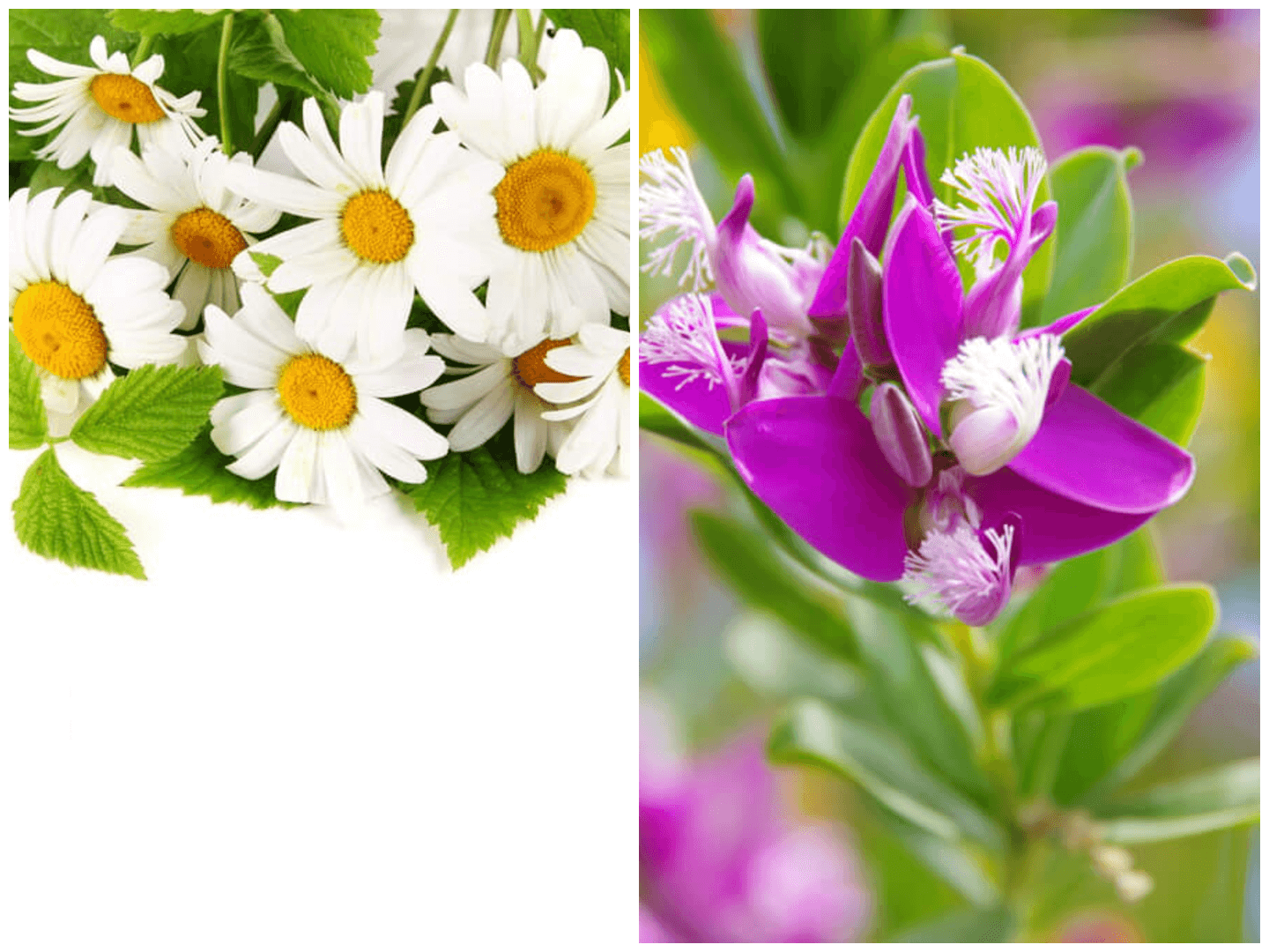 April birth flower - Daisy and Sweet Pea
