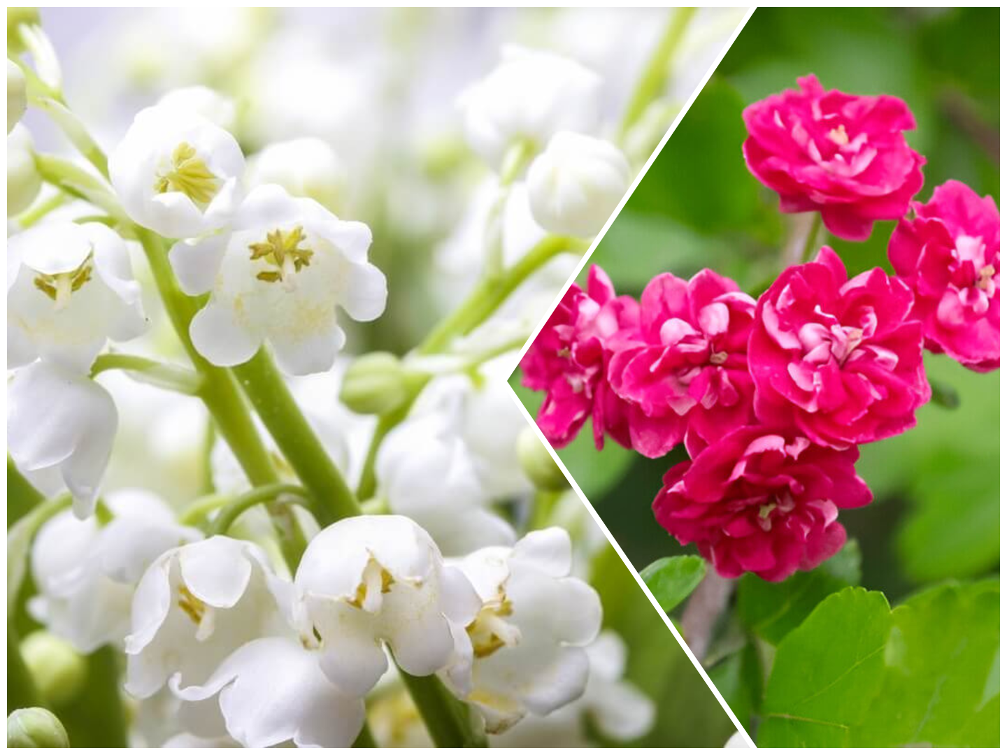 May birth flower - Lily of the Valley Flower and Hawthorn
