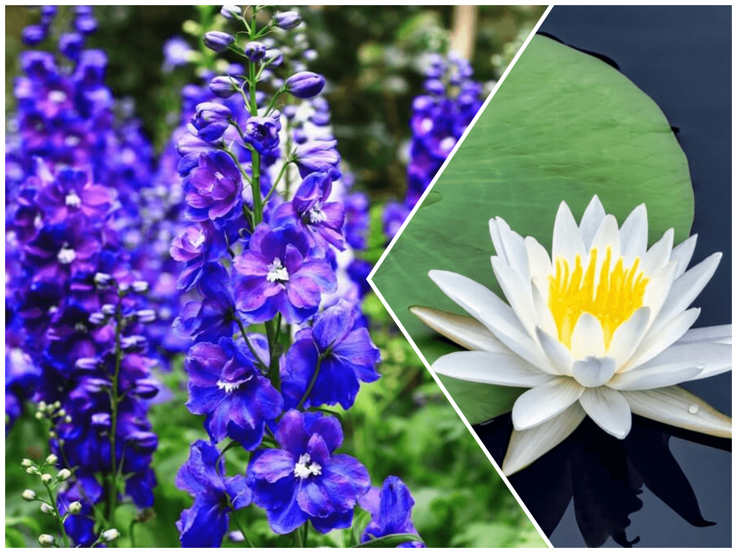 July birth flower - Larkspur and Water Lily