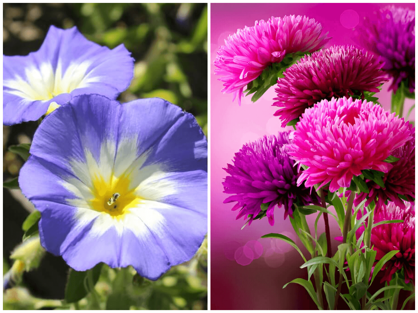September birth flower - Aster and Morning Glory
