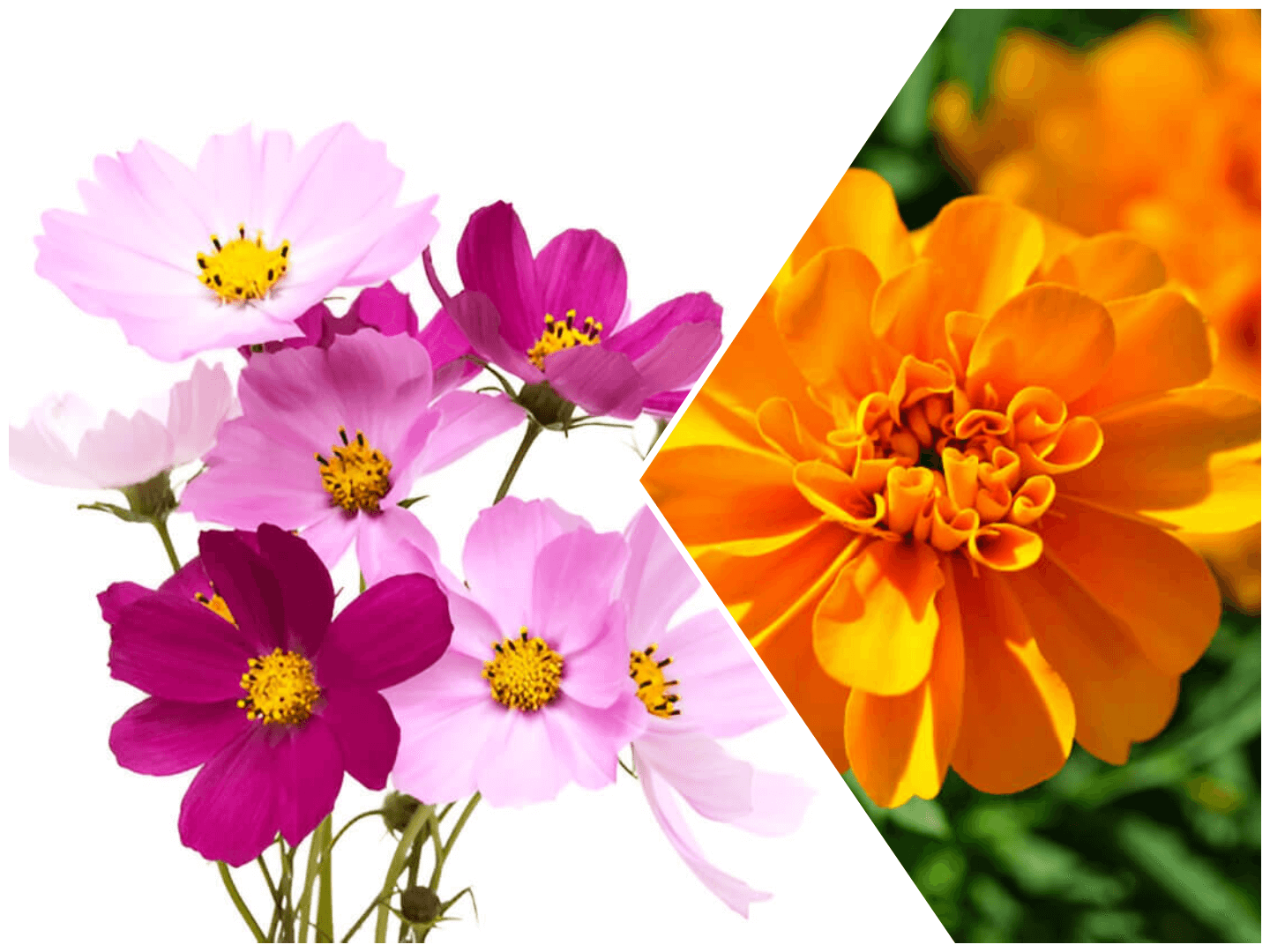 October birth flower - Marigold and Cosmos