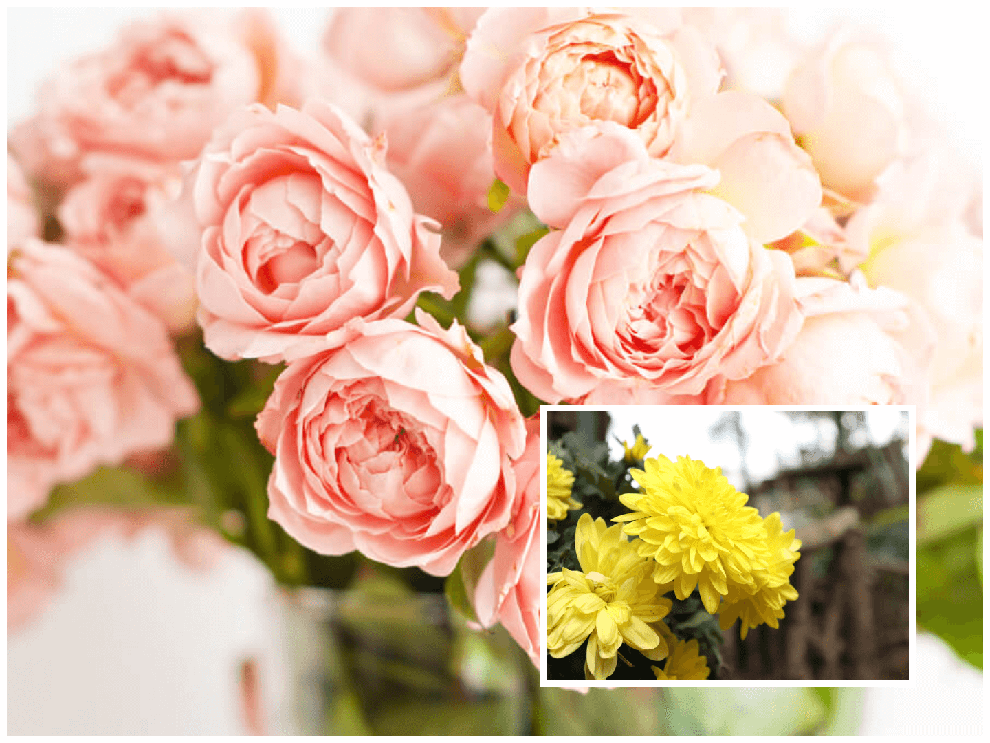 November birth flower - Chrysanthemum and Peony