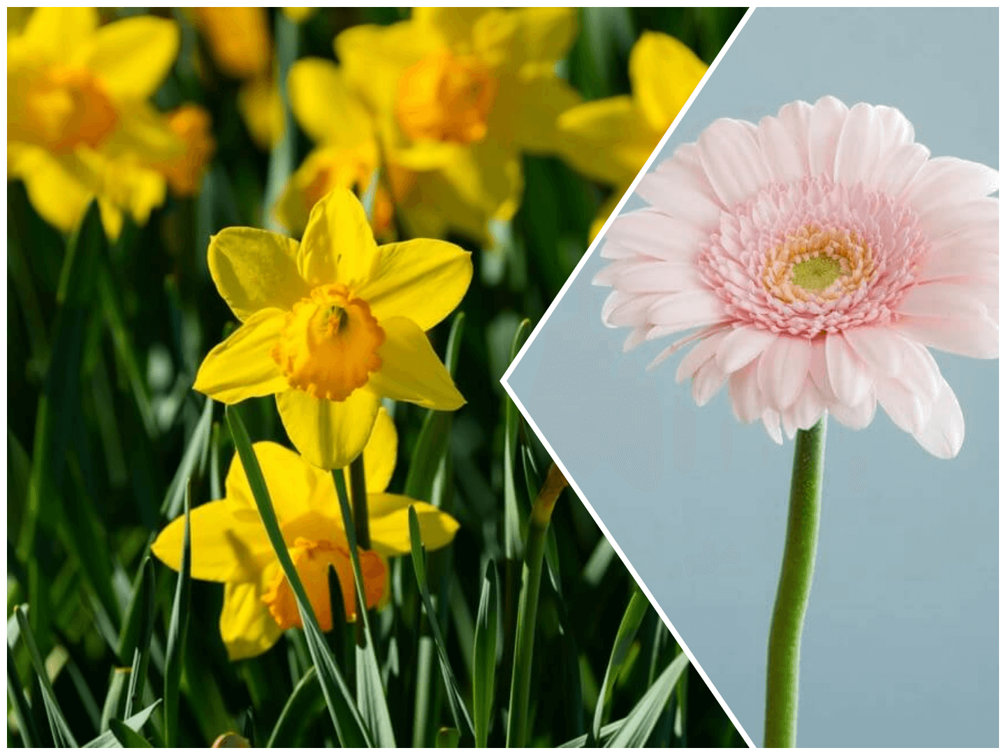 January birth flower - Carnation and Snowdrop
