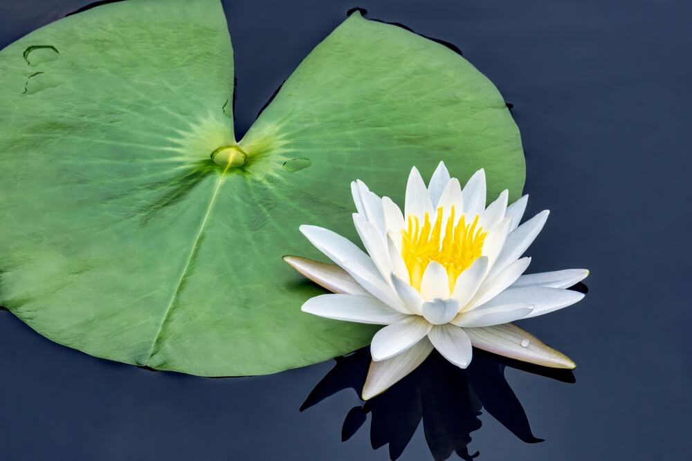Water lily - July’s birth flower