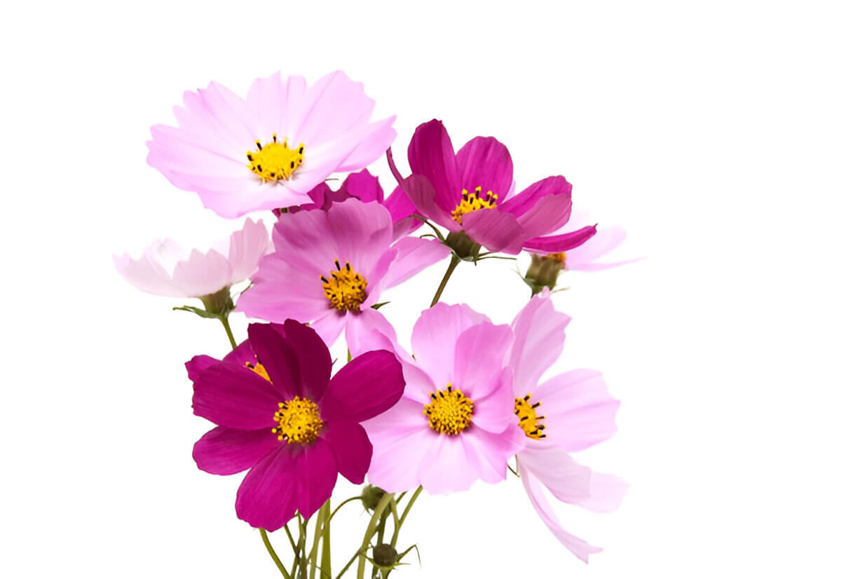 Cosmos flower meaning