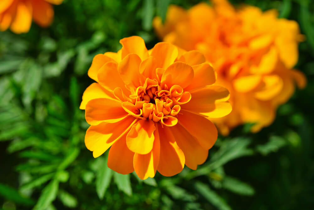 Marigolds flower meaning