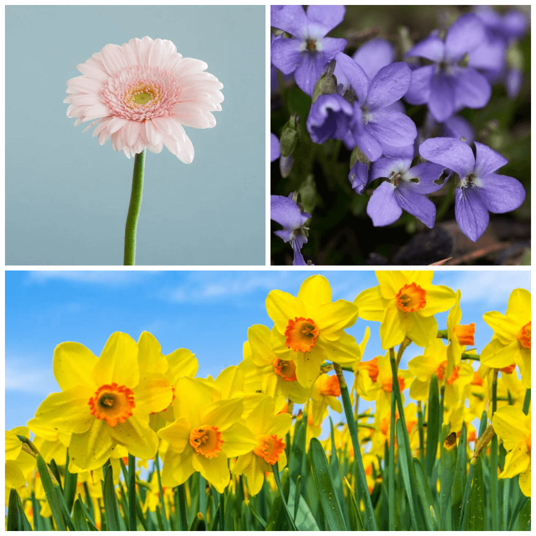 January to March Birth Flower and Meaning