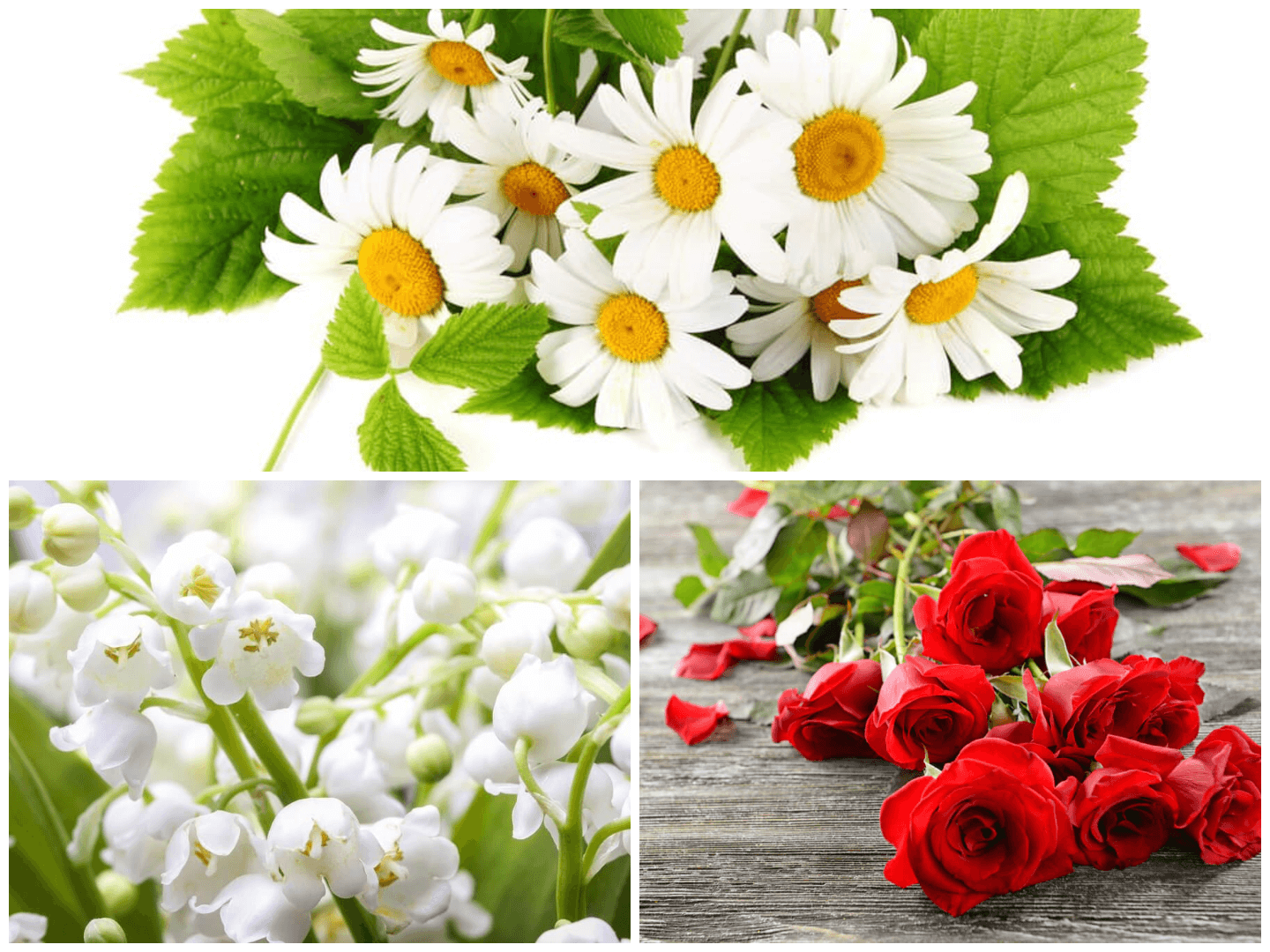 April to June Birth Flower and meaning