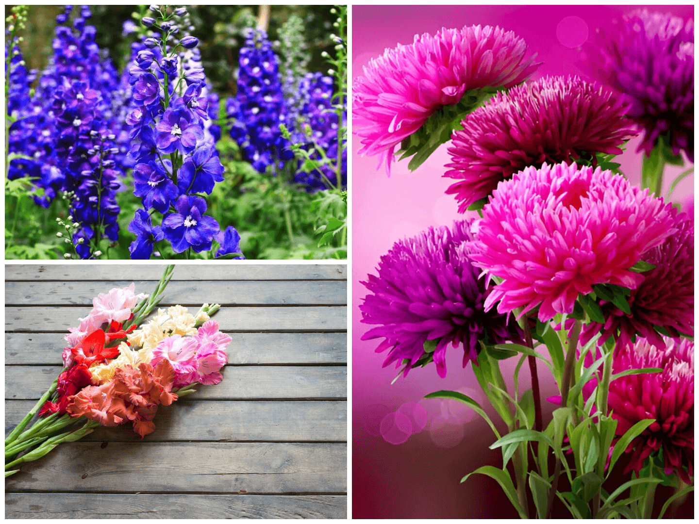 July to September birth flower meaning