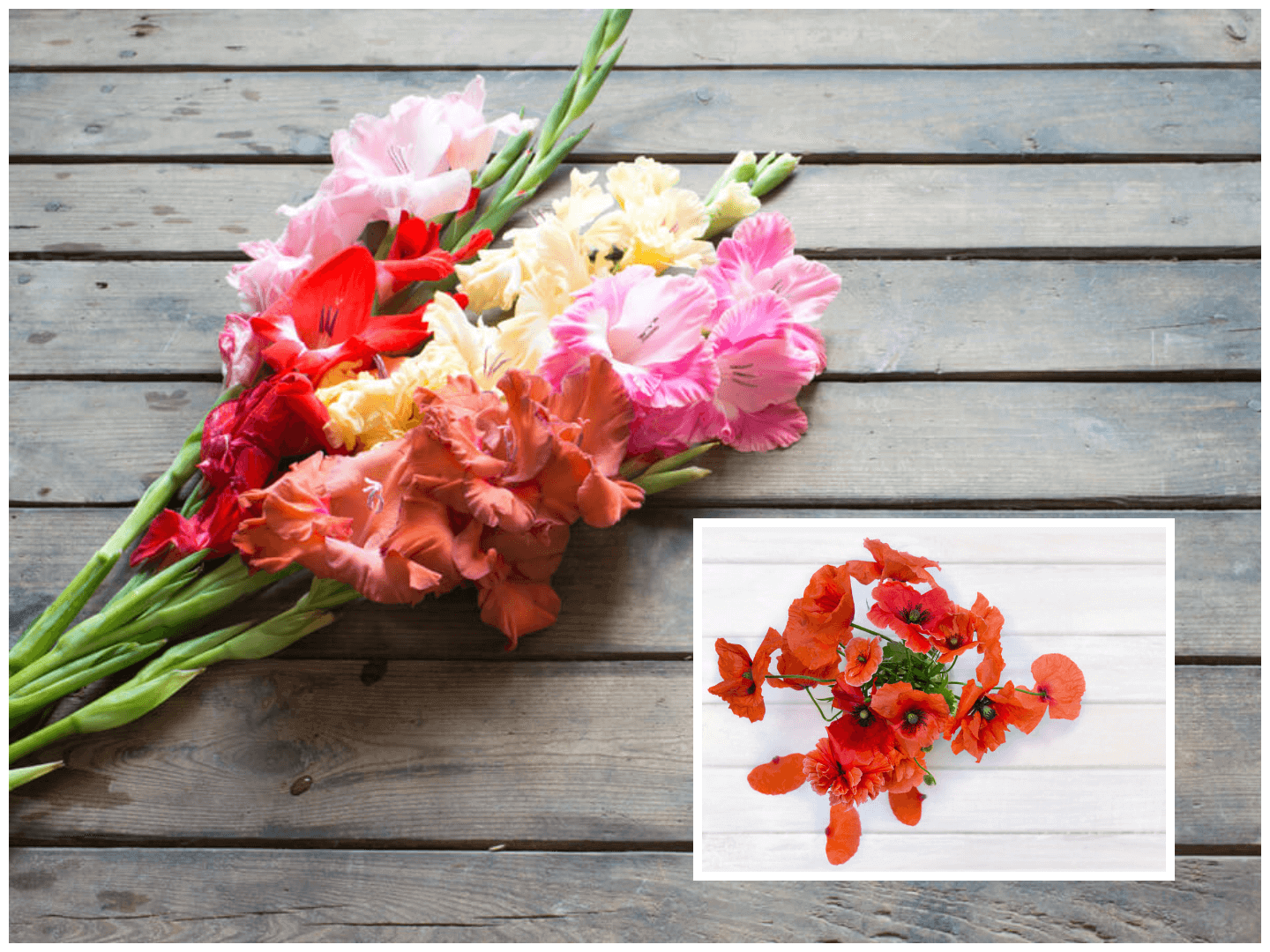 August birth flower meaning - Gladiolus and Poppy