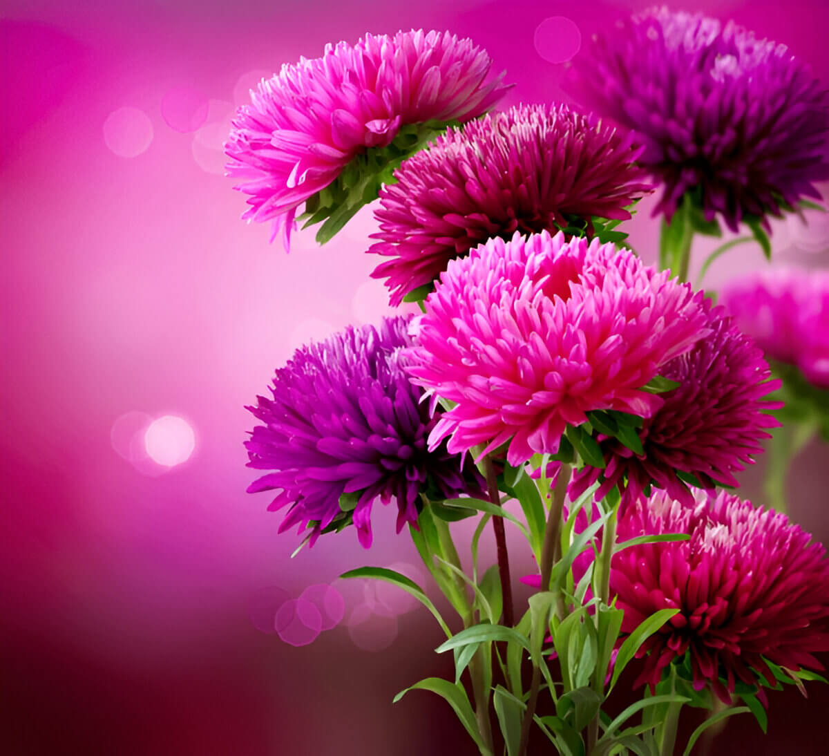 Aster flower meaning - September birth flower