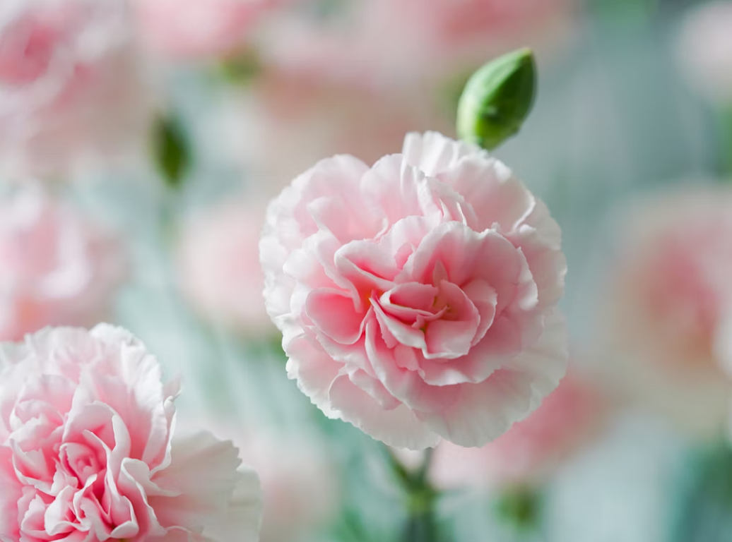 Fresh Peonies online