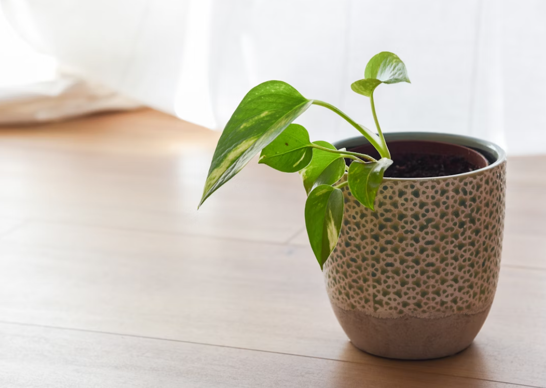 Pothos for Bathroom