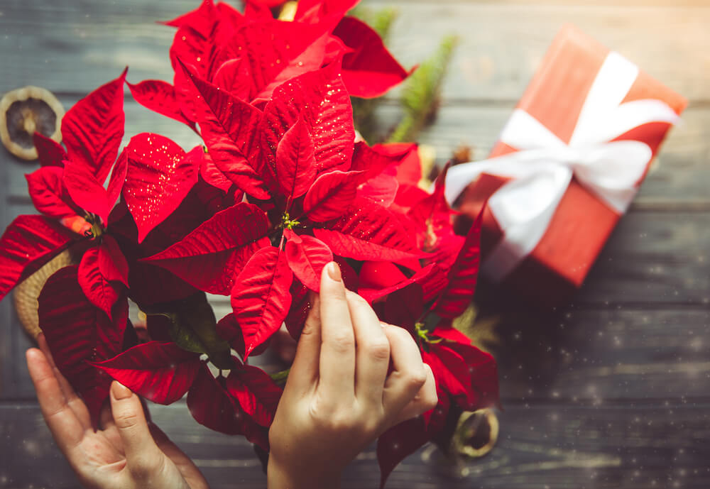 December birth flower - Poinsettia