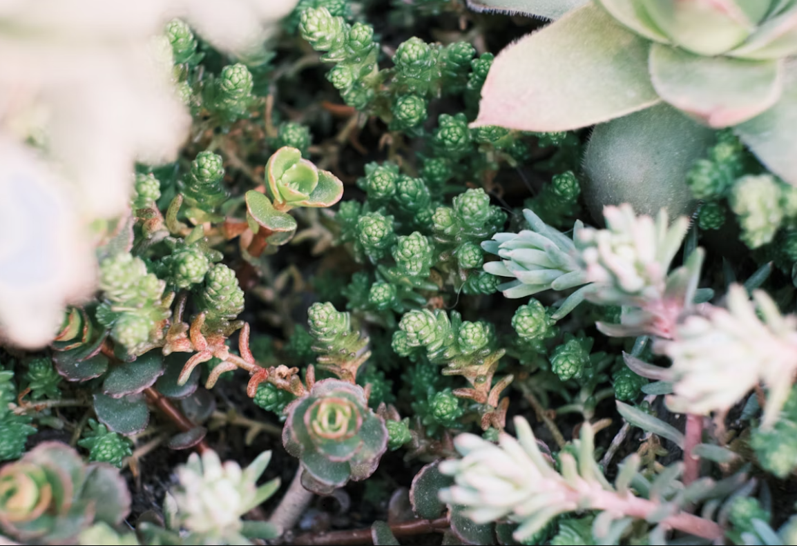 Indoor succulent plants