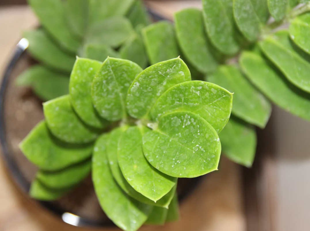 ZZ Plant: The Underdog That Always Thrives