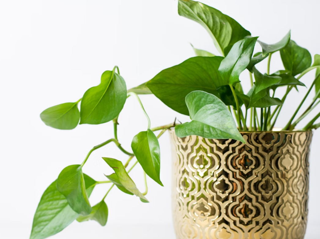 Pothos: The Lazy Gardener’s Dream