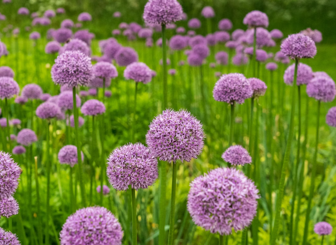 Allium flowers