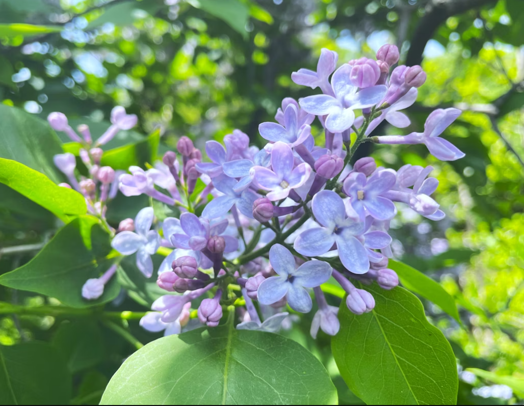Lilac Bush flowers