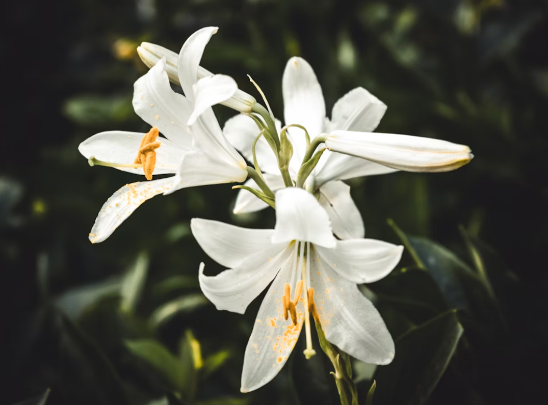 Lilies flowers