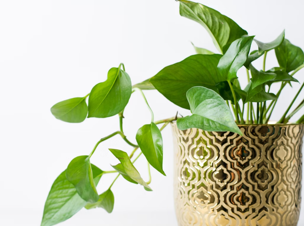 Pothos plants