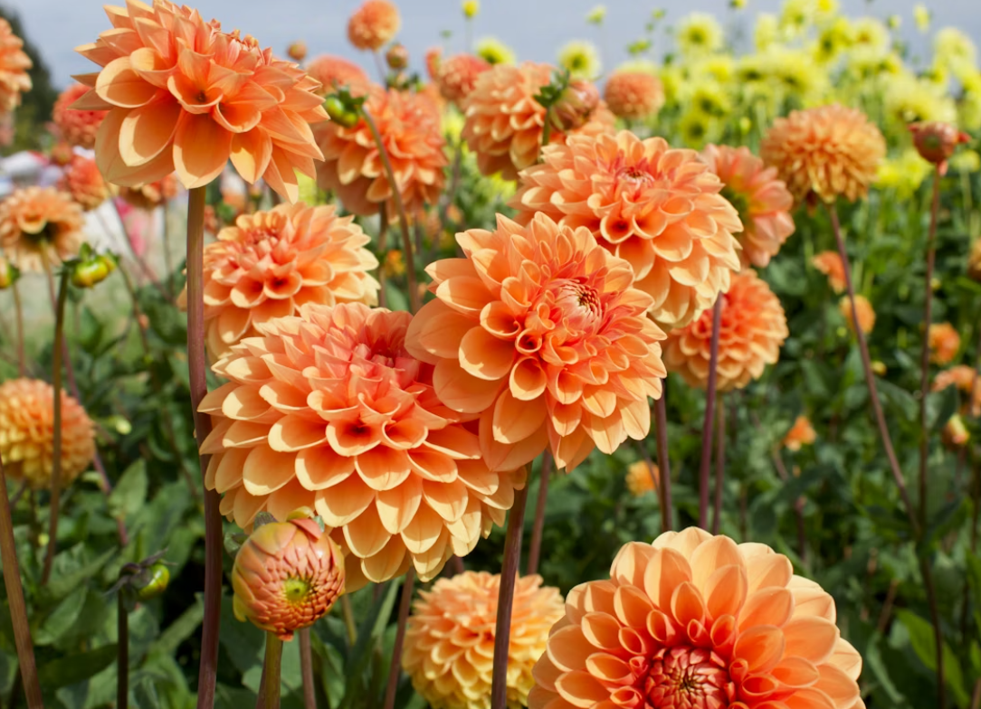 Dahlias flowers