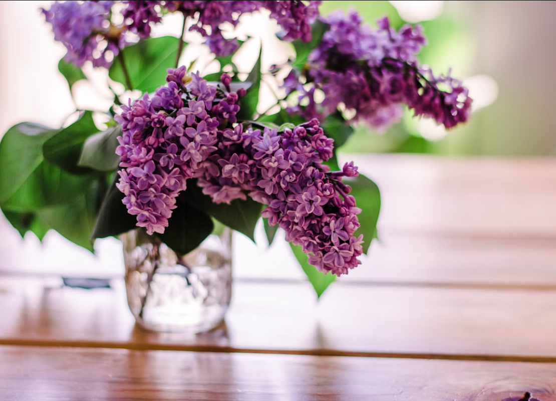 Lavender flowers