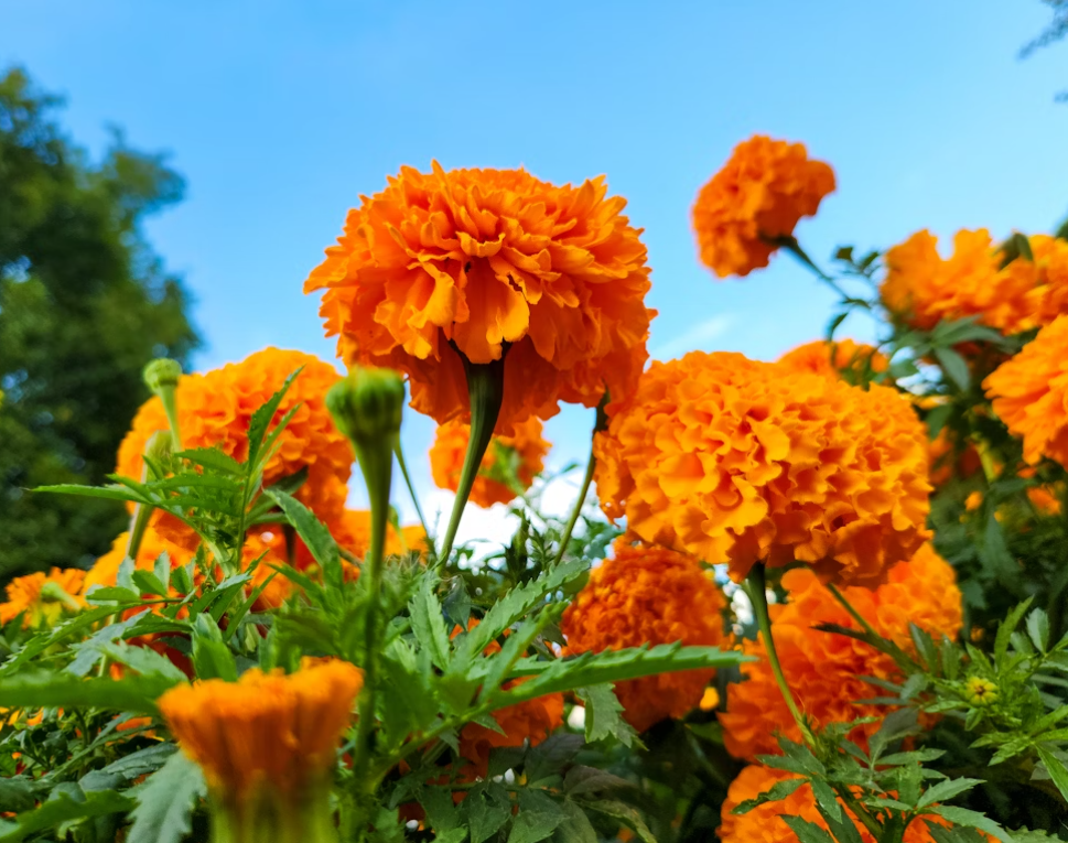 Marigold flowers