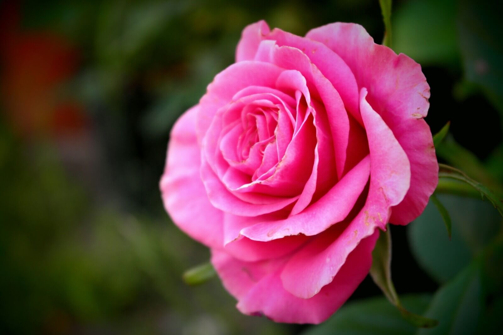 Pink rose color meaning