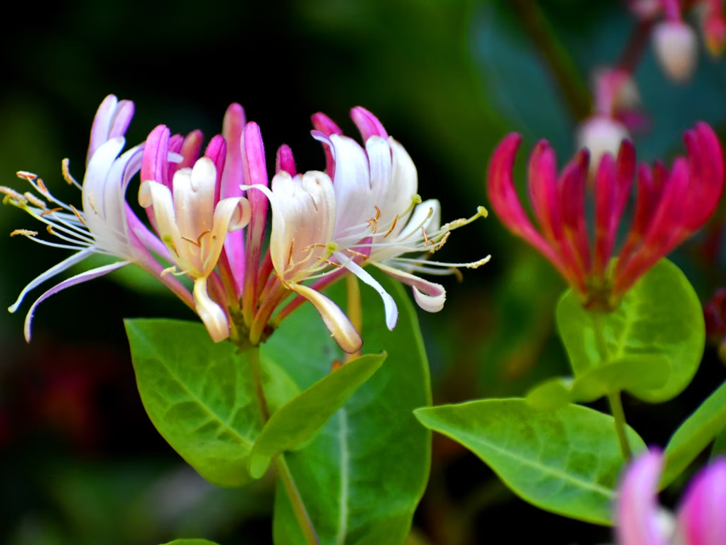 Wild Honeysuckle Flower
