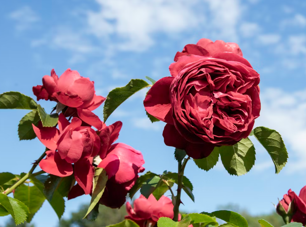 Red Roses