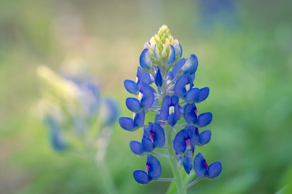 Bluebonnet Texas State Flower