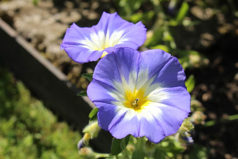 Morning Glory Flowers