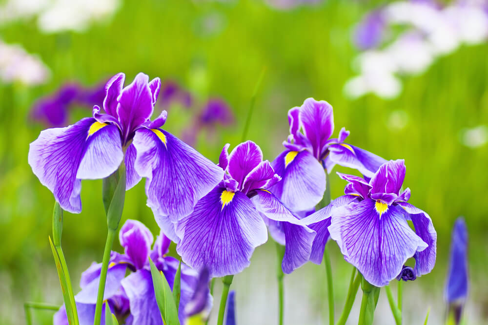 Irises flower