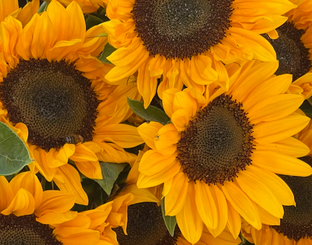 Sunflowers: The Icons of the Season