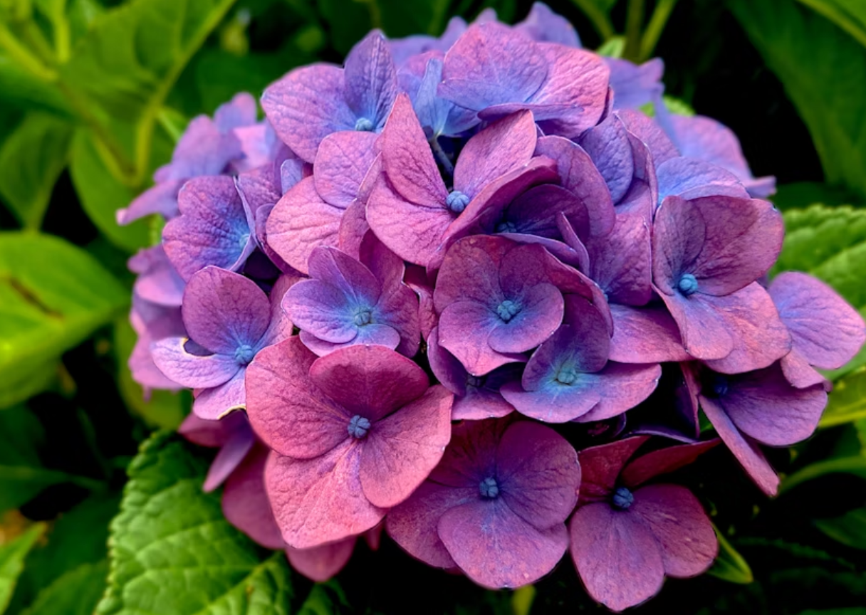 Hydrangeas for Wedding