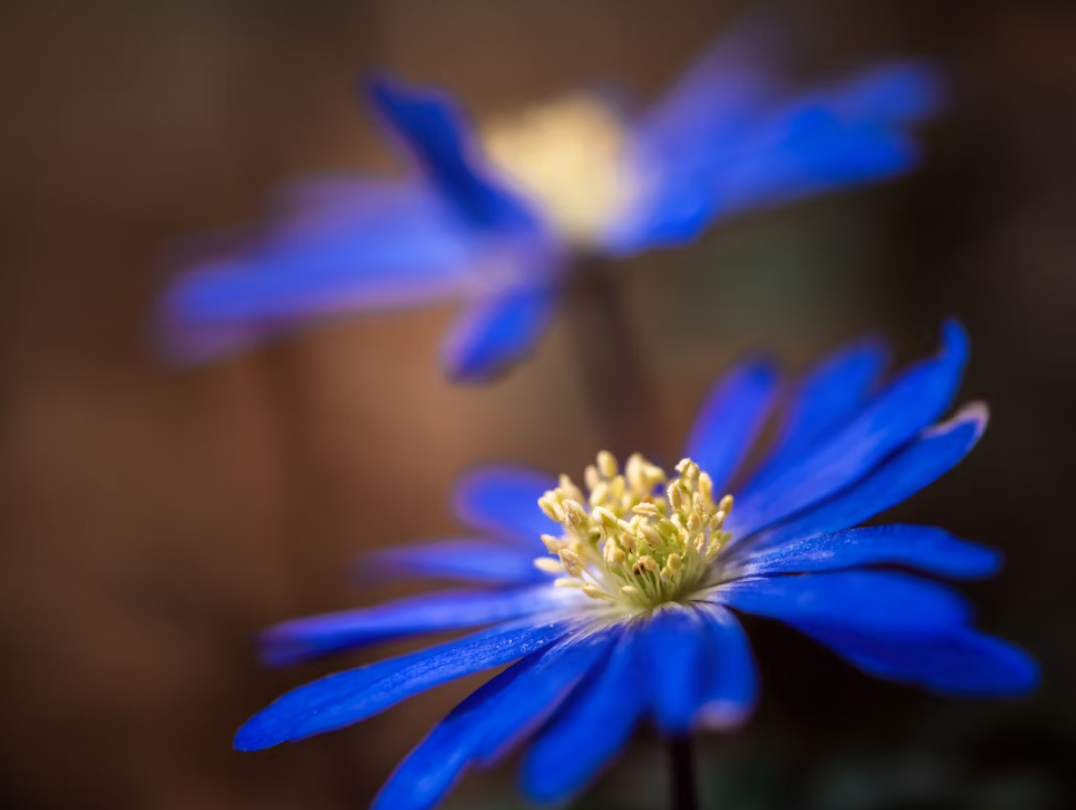 Blue Anemones