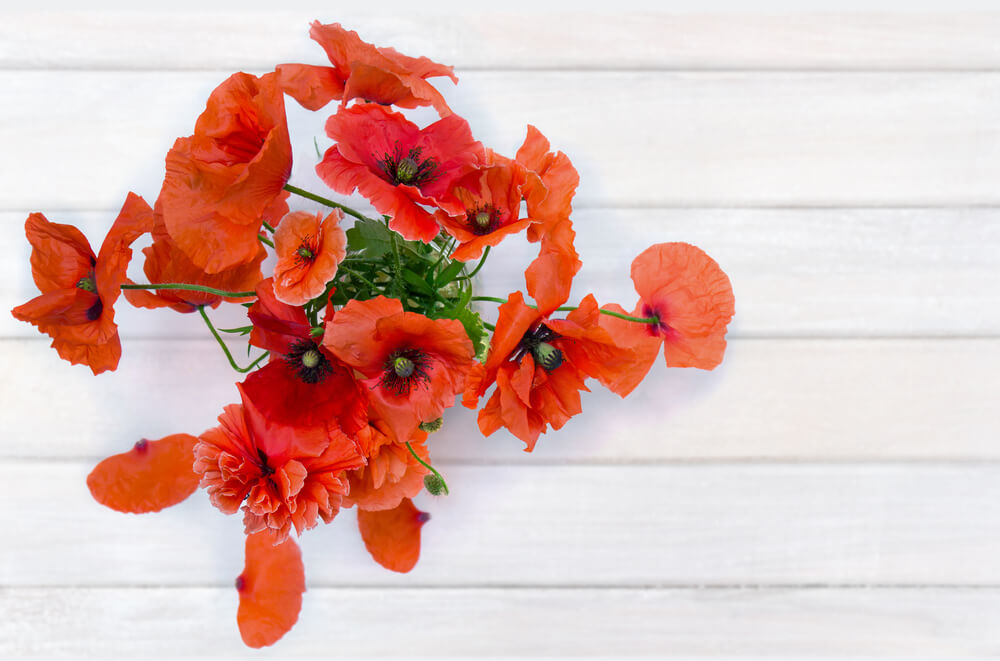 August Birth Flower: Poppy