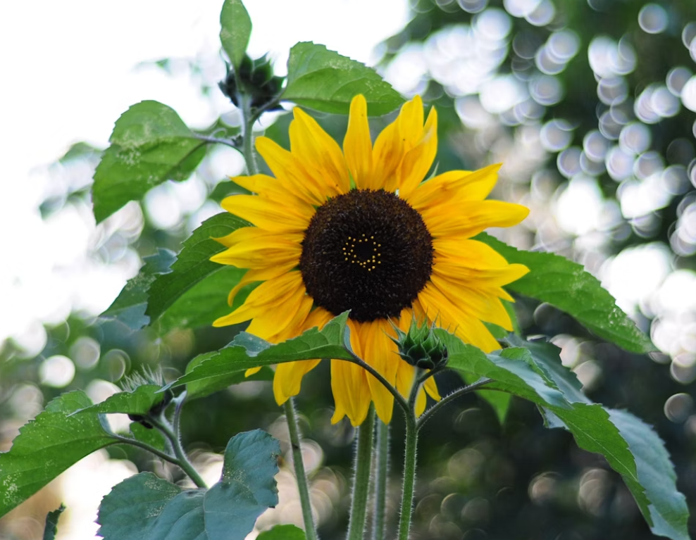 Sunflowers