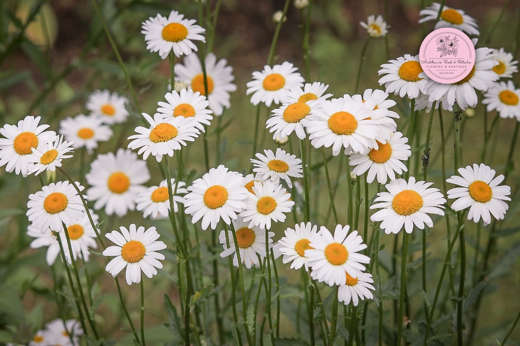April Birth Flower