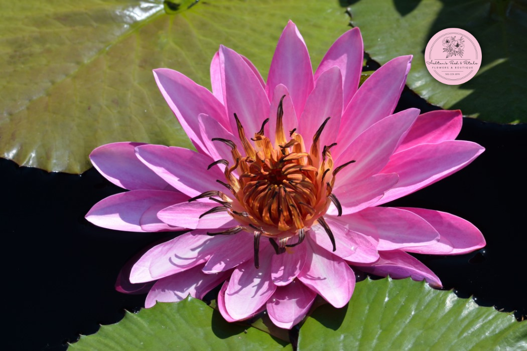 July Birth Flower