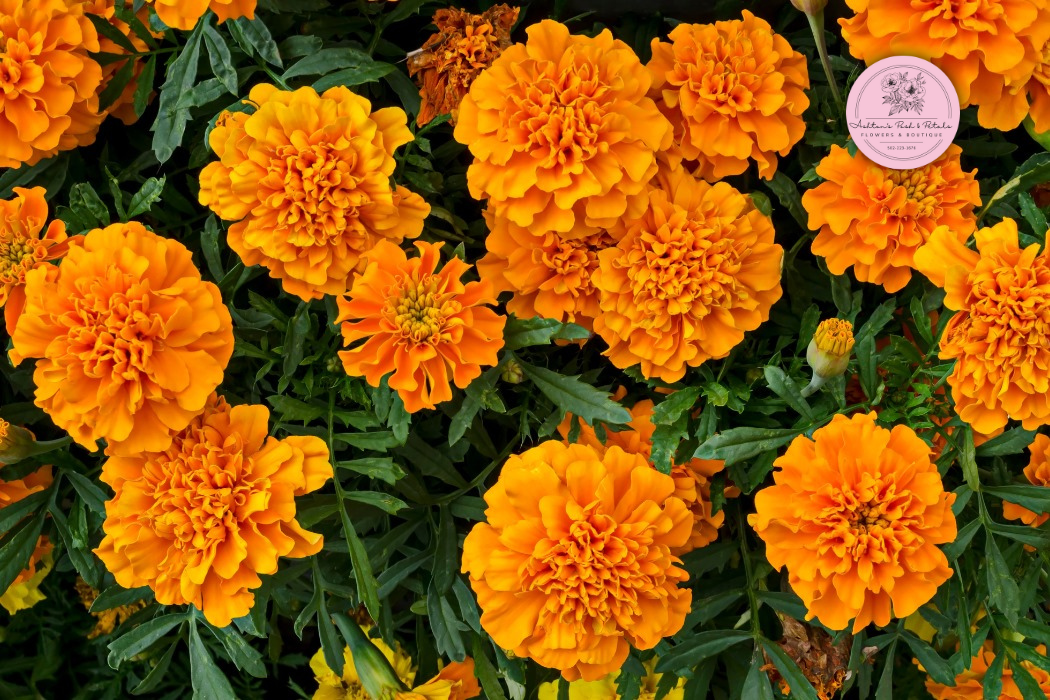 October Birth Flower