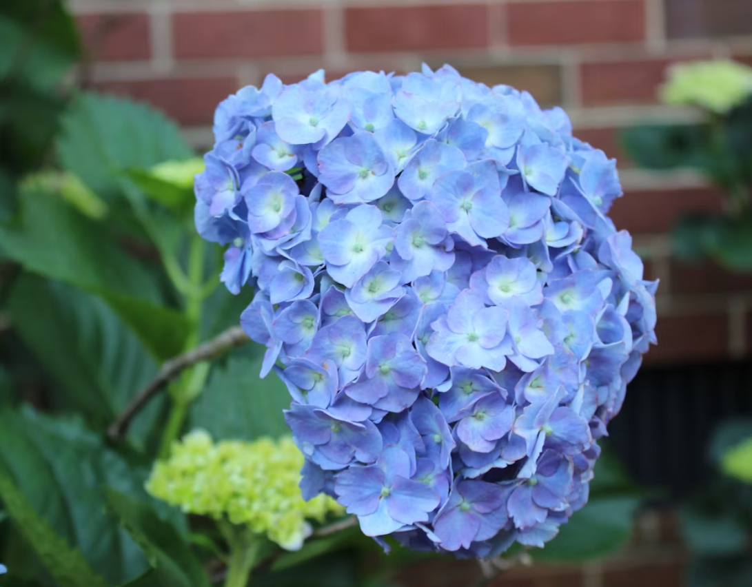Lush Blue Hydrangea Centerpieces