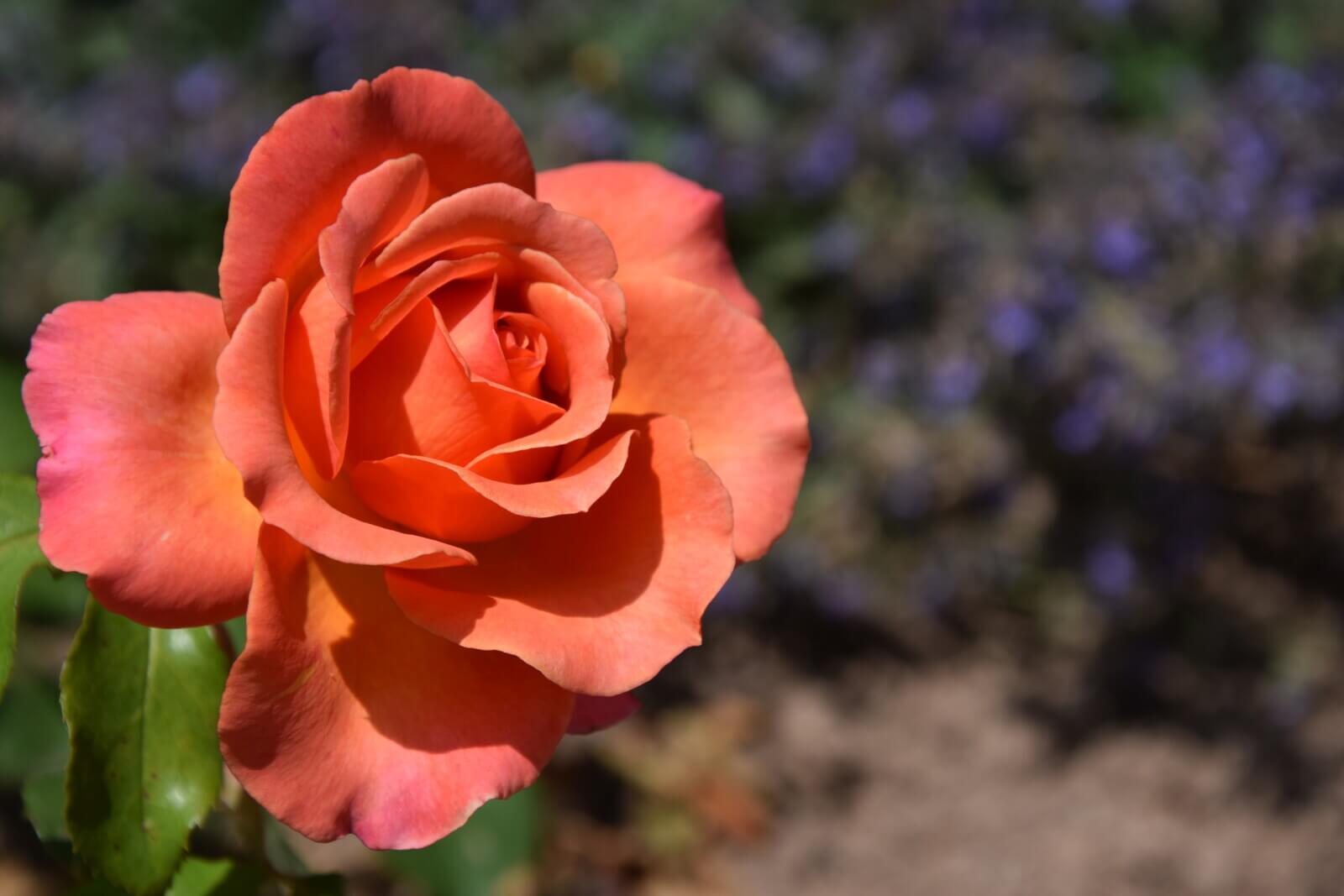 Peach Roses Meaning