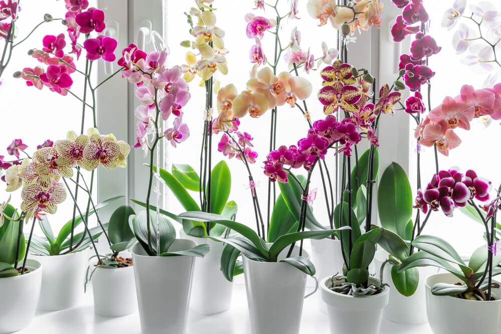 Orchid funeral flower - represent lasting love and deep respect