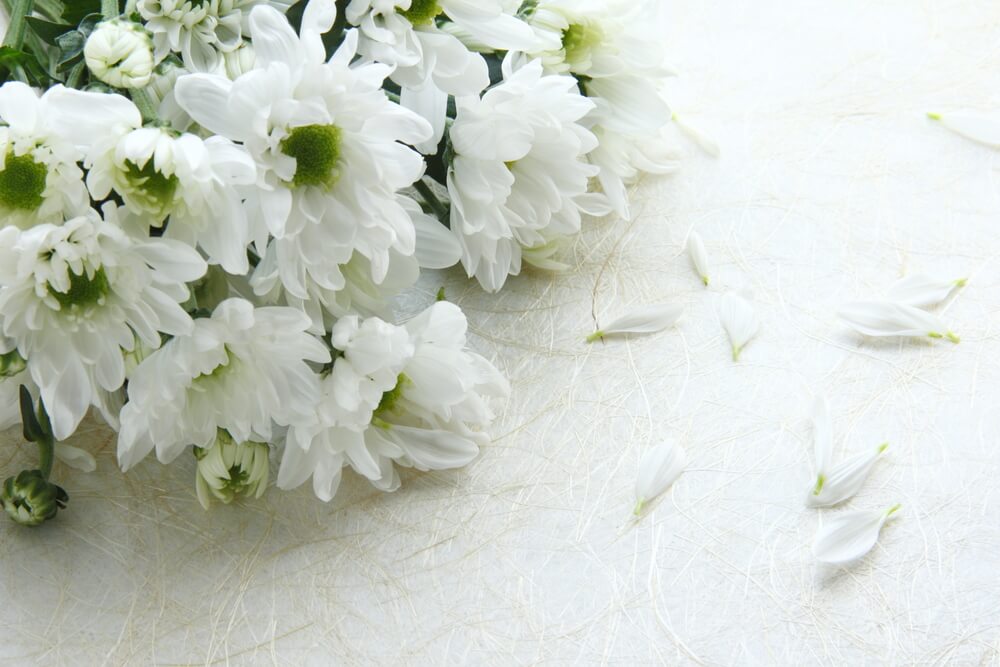 Chrysanthemums funeral-flowers - representing mourning, truth, and a respectful farewell.