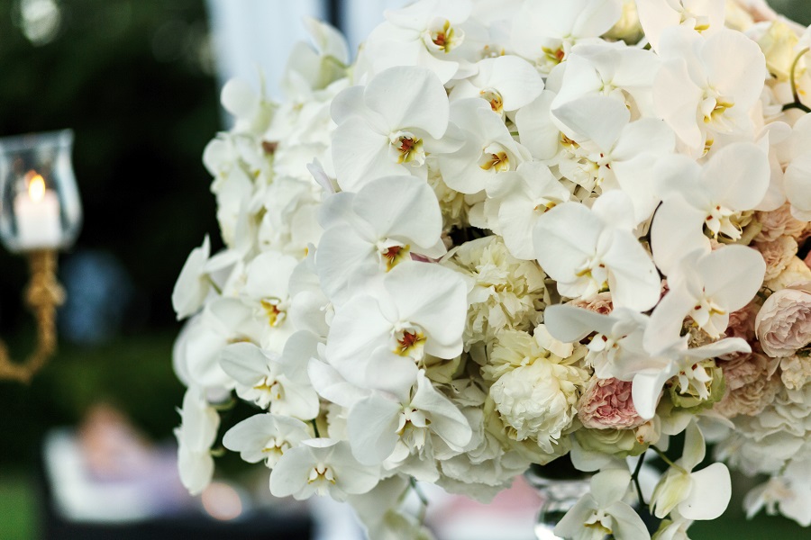 Orchids